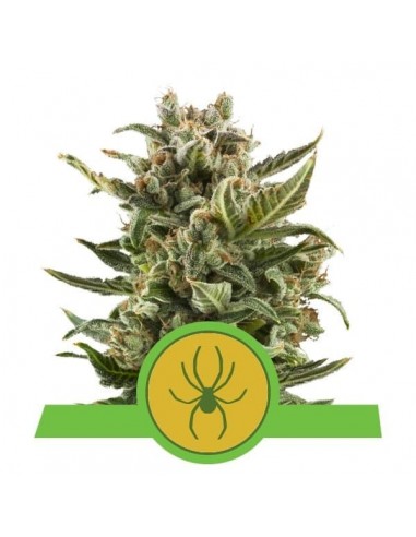 Royal Queen Seeds - White Widow Automatic - 3 Semi