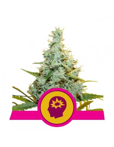 Royal Queen Seeds - AMG Amnesia Mac Ganja Femminizzata - 1 Seme