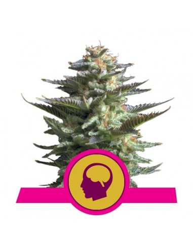 Royal Queen Seeds - Amnesia Haze Femminizzata - 3 Semi