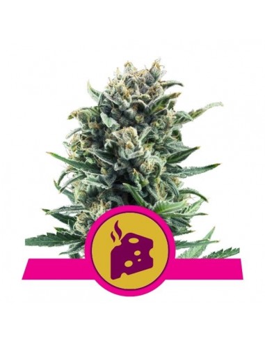 Royal Queen Seeds - Blue Cheese Femminizzata - 3 Semi