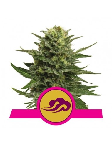 Royal Queen Seeds - Blue Mystic Femminizzata - 3 Semi