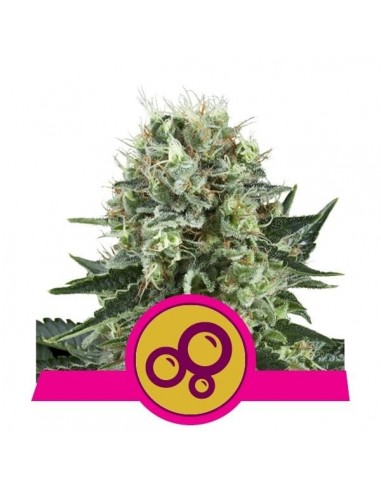 Royal Queen Seeds - Bubble Kush Femminizzata - 3 Semi