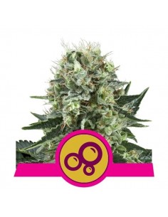 Royal Queen Seeds - Bubble Kush Femminizzata - 5 Semi