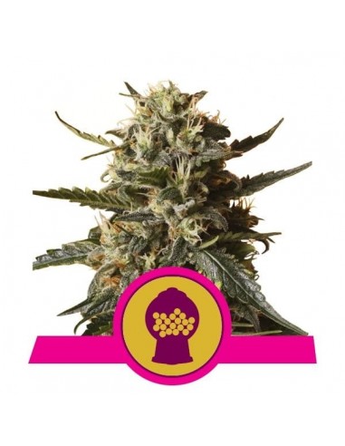 Royal Queen Seeds - Bubblegum XL Femminizzata - 3 Semi