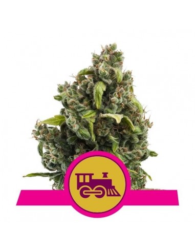 Royal Queen Seeds - Candy Kush Express Femminizzata - Fast Flowering - 3 Semi