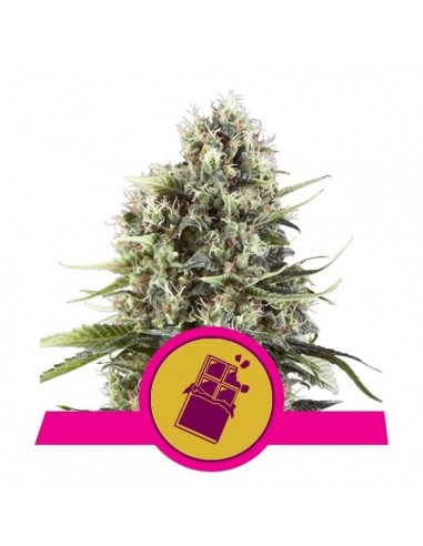 Royal Queen Seeds - Chocolate Haze Femminizzata - 3 Semi