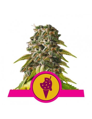 Royal Queen Seeds - Cookies Gelato Femminizzata - Usa Premium - 3 Semi