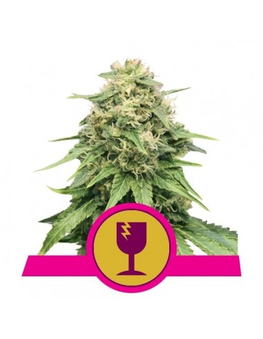 Royal Queen Seeds - Critical Femminizzata - 3 Semi