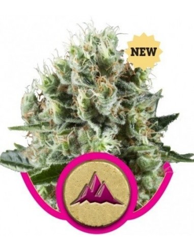 Royal Queen Seeds - Critical Kush Femminizzata - 5 Semi