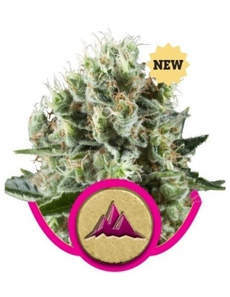 Royal Queen Seeds - Critical Kush Femminizzata - 5 Semi