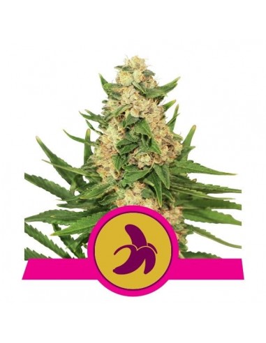 Royal Queen Seeds - Fat Banana Femminizzata - Usa Premium - 3 Semi