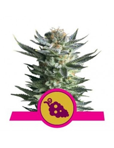 Royal Queen Seeds - Fruit Spirit Femminizzata - 3 Semi