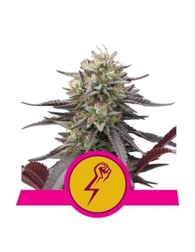 Royal Queen Seeds - Green Crack Punch Femminizzata - Usa Premium - 1 Seme