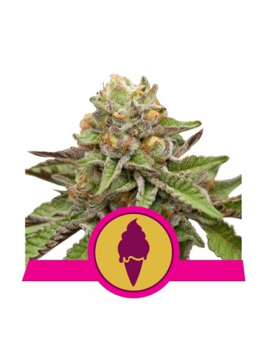 Royal Queen Seeds - Green Gelato Femminizzata - Usa Premium - 3 Semi