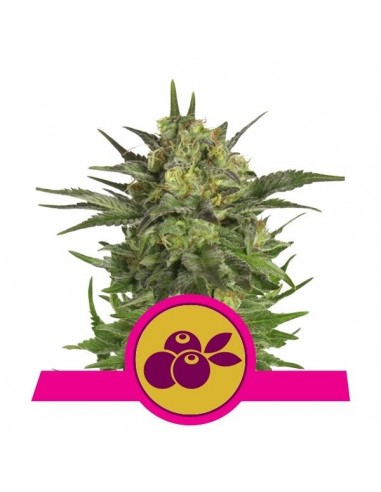 Royal Queen Seeds - Haze Berry Femminizzata - 3 Semi