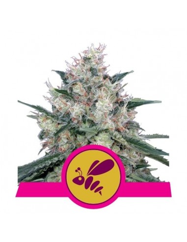 Royal Queen Seeds - Honey Cream Femminizzata - Fast Flowering - 3 Semi