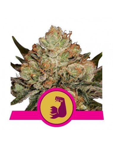 Royal Queen Seeds - Hulkberry Femminizzata - Usa Premium - 3 Semi