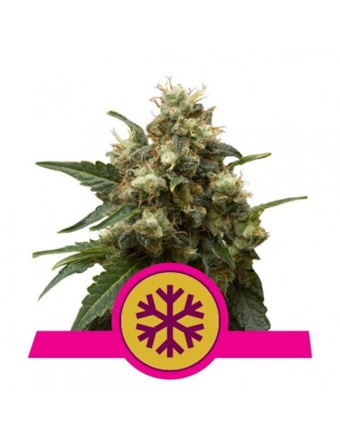 Royal Queen Seeds - Ice Femminizzata - 3 Semi