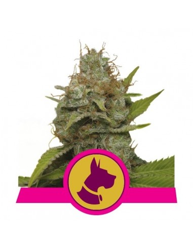 Royal Queen Seeds - Kali Dog Femminizzata - 3 Semi