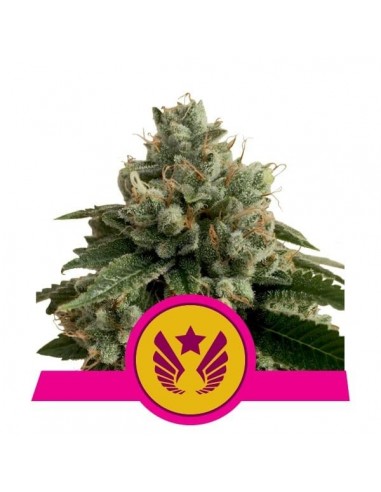 Royal Queen Seeds - Legendary OG Punch Femminizzata - Usa Premium - 1 Seme