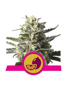 Royal Queen Seeds - Lemon Shining Silver Haze Femminizzata - 3 Semi