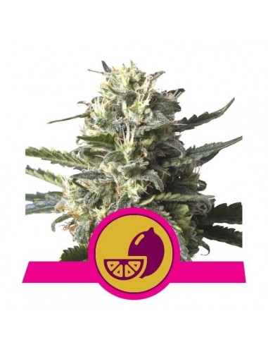 Royal Queen Seeds - Lemon Shining Silver Haze Femminizzata - 3 Semi