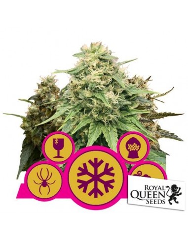 Royal Queen Seeds - Mix Femminizzata - 3 Semi