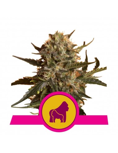 Royal Queen Seeds - Mother Gorilla Femminizzata - Royal Madre - 5 Semi