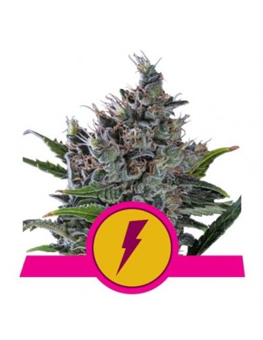 Royal Queen Seeds - North Thunderfuck Femminizzata - Usa Premium - 1 Seme