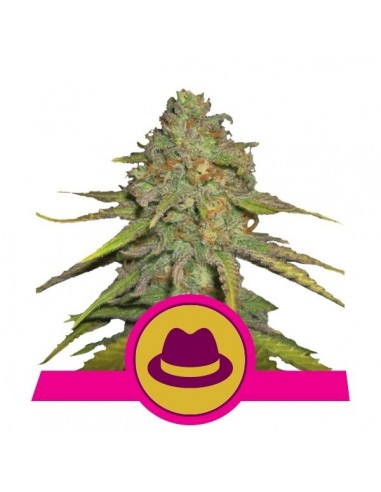 Royal Queen Seeds - OG Kush Femminizzata - 3 Semi