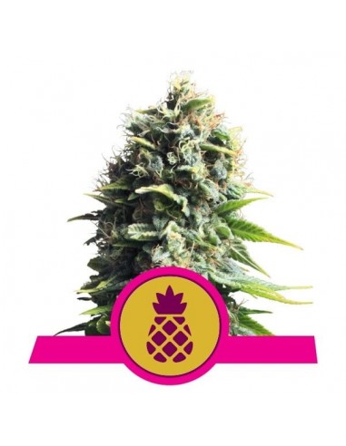 Royal Queen Seeds - Pineapple Kush Femminizzata - 3 Semi