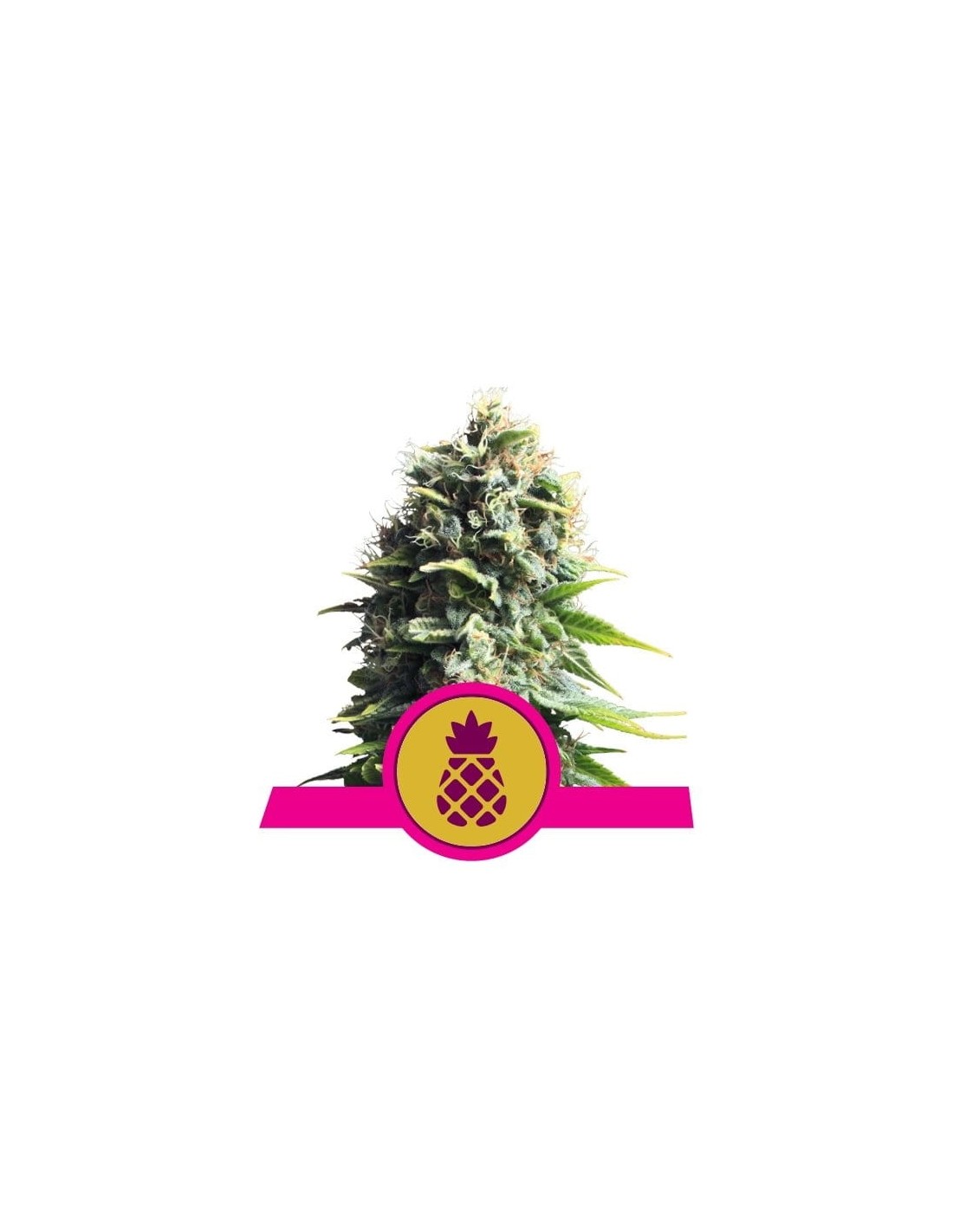 Royal Queen Seeds Pineapple Kush Femminizzata 3 Semi