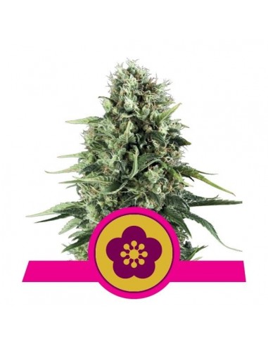 Royal Queen Seeds - Power Flower Femminizzata - 3 Semi