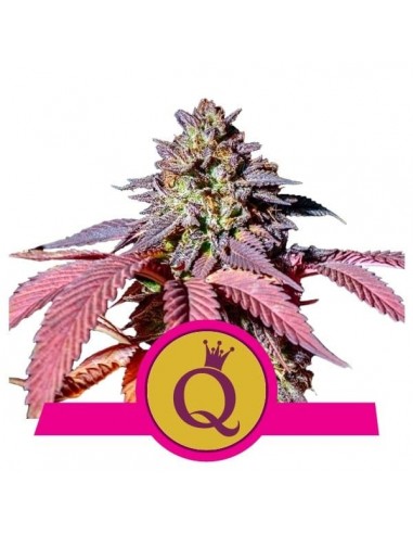 Royal Queen Seeds - Purple Queen Femminizzata - Usa Premium - 3 Semi