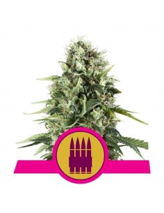 Royal Queen Seeds - Royal AK Femminizzata - 3 Semi