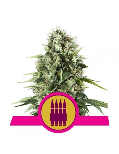 Royal Queen Seeds - Royal AK Femminizzata - 3 Semi