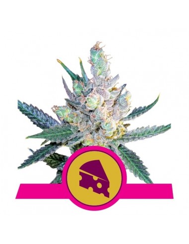 Royal Queen Seeds - Royal Cheese Femminizzata - Fast Flowering - 3 Semi