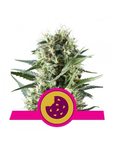 Royal Queen Seeds - Royal Cookies Femminizzata - USA Premium - 3 Semi