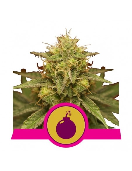 Royal Queen Seeds - Royal Domina Femminizzata - 3 Semi