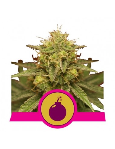 Royal Queen Seeds - Royal Domina Femminizzata - 5 Semi