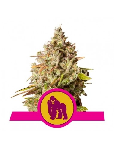 Royal Queen Seeds - Royal Gorilla Femminizzata - Usa Premium - 3 Semi