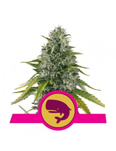Royal Queen Seeds - Royal Moby Femminizzata - 3 Semi