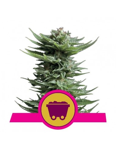 Royal Queen Seeds - Shining Silver Haze Femminizzata - 3 Semi