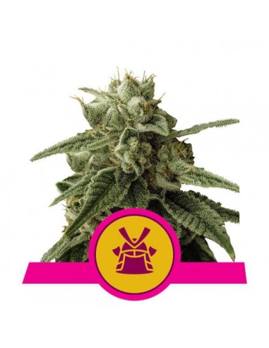 Royal Queen Seeds - Shogun Femminizzata - 3 Semi