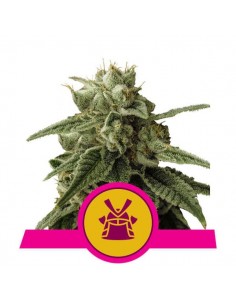Royal Queen Seeds - Shogun Femminizzata - 5 Semi