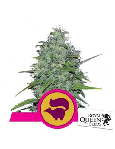 Royal Queen Seeds - Skunk XL Fem - 5 Semi