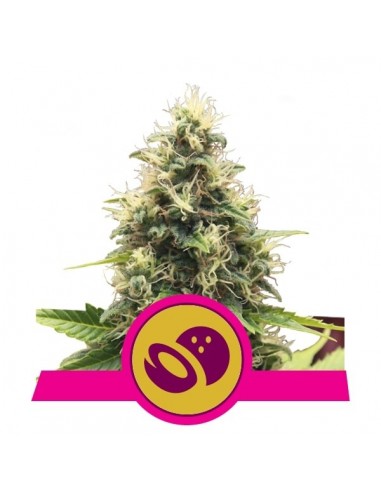 Royal Queen Seeds - Somango XL Femminizzata - 3 Semi