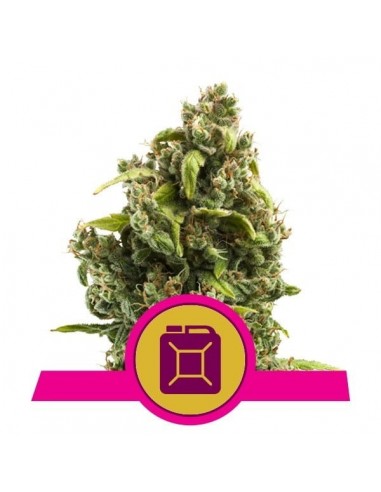 Royal Queen Seeds - Sour Diesel Femminizzata - 3 Semi