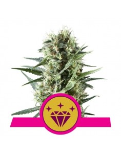 Royal Queen Seeds - Special Kush 1 Femminizzata - 3 Semi