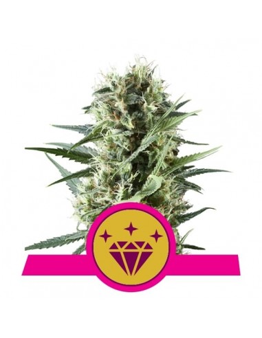 Royal Queen Seeds - Special Kush 1 Femminizzata - 3 Semi